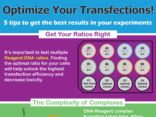 Download: 5 tips to get the best transfection results