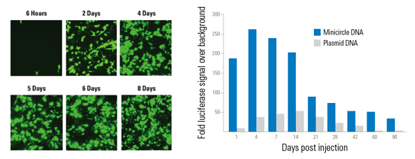 Transfection of 1 µg of minicircle DNA