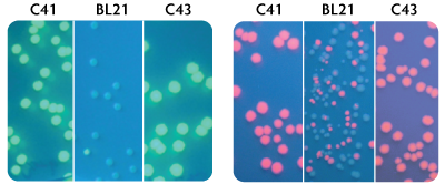OverExpress competent cells express toxic proteins better than standard BL21(DE3) cells