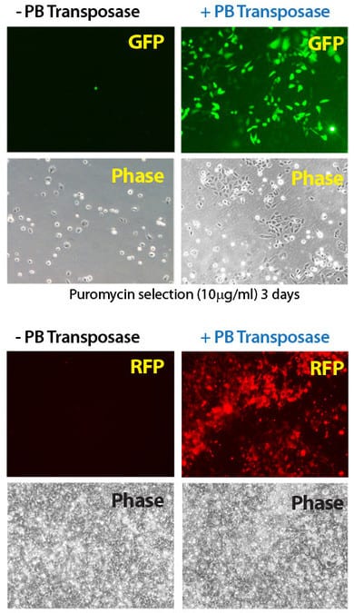 Efficient transgenesis with the Super PiggyBac Transposase and both single- and dual-promoter PiggyBac Vector