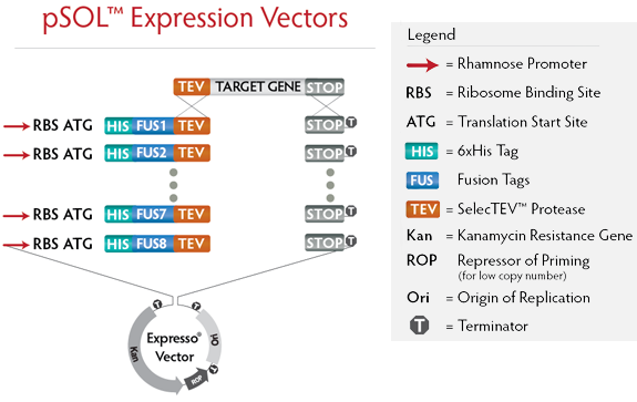 Expresso® Solubility and Expression Screening System Expression Vectors