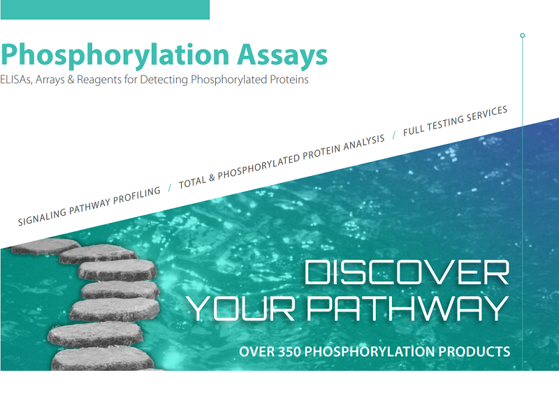 Download phosphorylation assays flyer