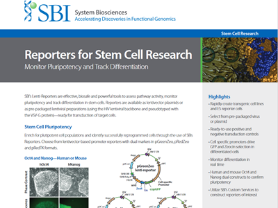 Download the SBI reporters for stem cell research brochure
