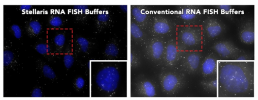 Stellaris® RNA FISH Buffers Outperform Conventional RNA FISH Buffers