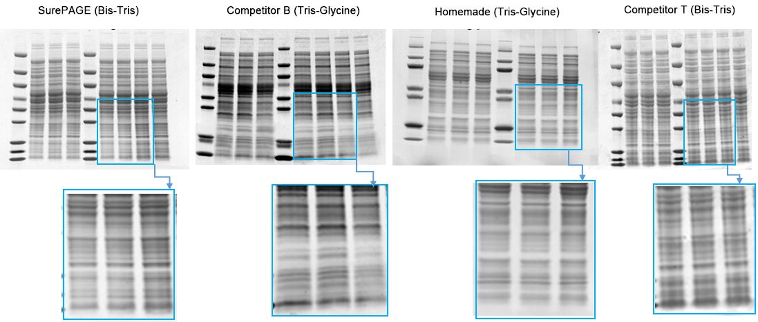 SurePAGE gels offer superior band resolution compared to competitors and homemade Tris-Glycine gels