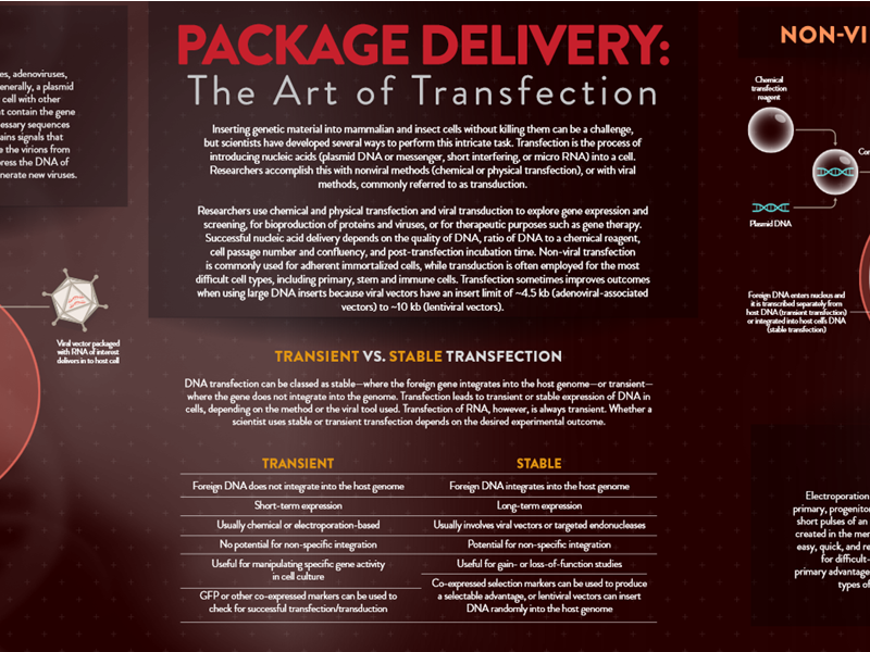 Download: The art of transfection poster