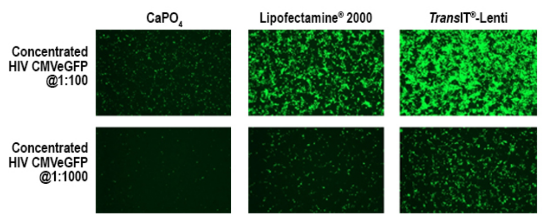 Comparison of CaPO4, Lipofectamine® 2000 or TransIT®-Lenti Generated Lentivirus.