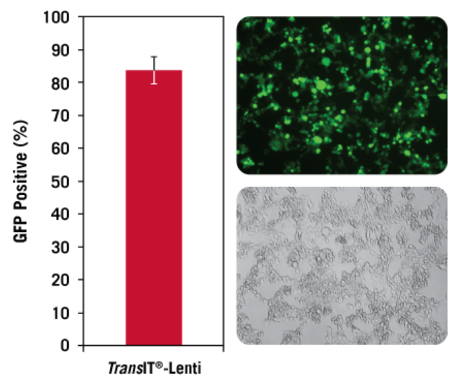 High Efficiency Transfection with TransIT®-Lenti Transfection Reagent.