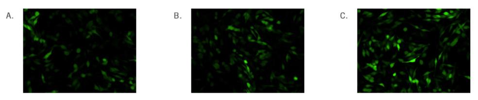 TransIT®-mRNA Transfection Kit Transfects GFP mRNA into DC 2.4 Dendritic Cells.