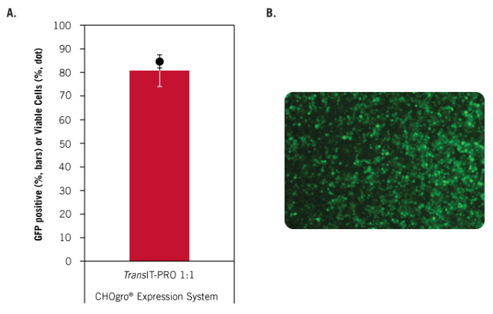 High Efficiency Transfection of CHO-S Cells Using the TransIT-PRO® Transfection Reagent