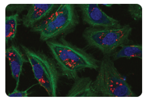 Delivery of Fluorescently-Labeled siRNA Using TransIT-siQUEST® Transfection Reagent