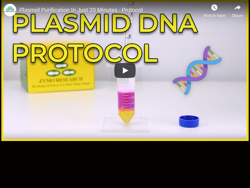 Video: Plasmid purification in just 20 minutes
