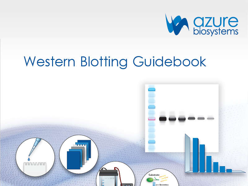 Download the Azure Biosystems Western blotting guidebook