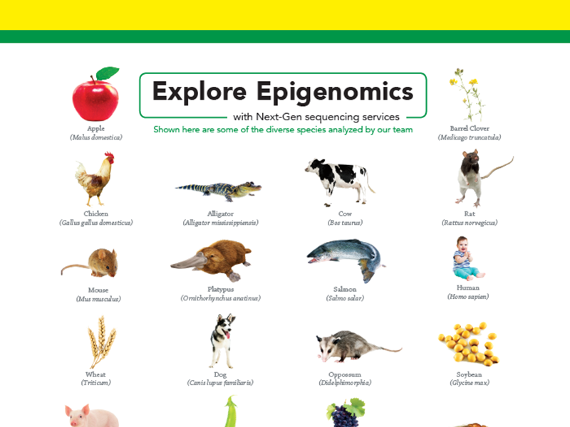 Download the Zymo epigenomics brochure