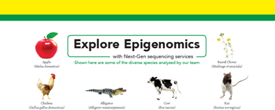 Download: Explore Zymo Research epigenomics services