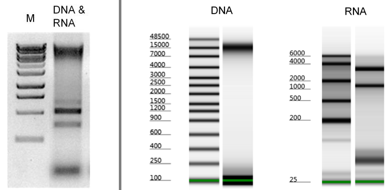 ZymoBIOMICS DNA/RNA Mini purification analysis