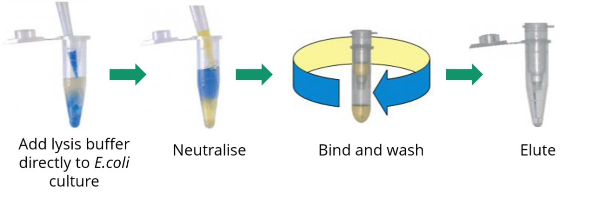 Zyppy Plasmid DNA Purification Kits workflow