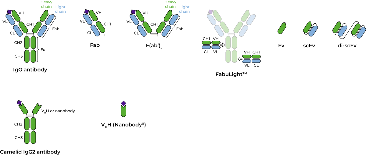Antibodies and antibody fragements