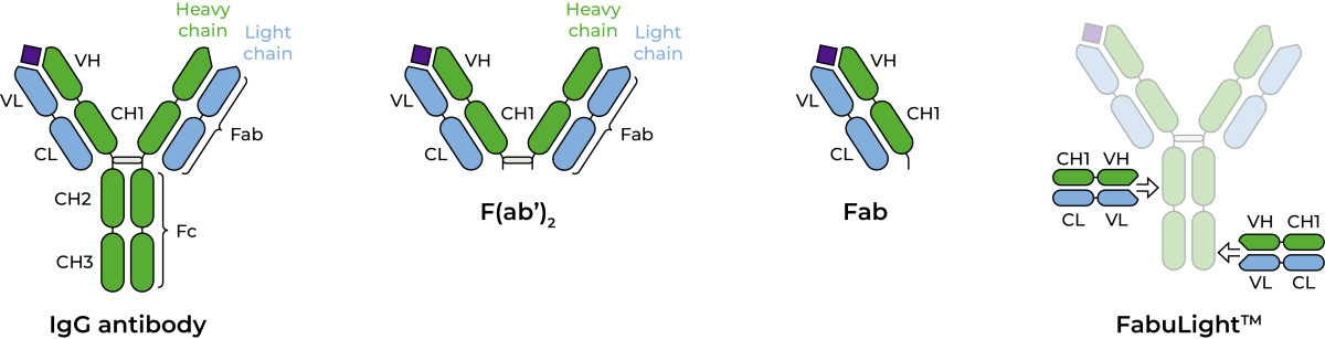 Antibody Fragment strucutres