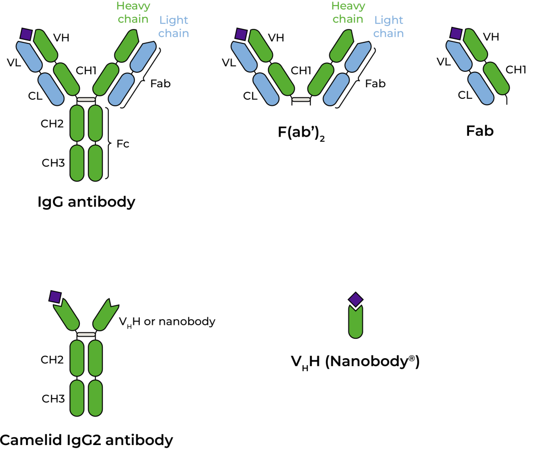 Fab, F(ab')2 and VHH nanobodies