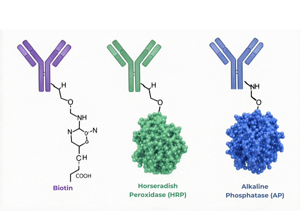 Biotin-, HRP- & AP-conjugated antibodies